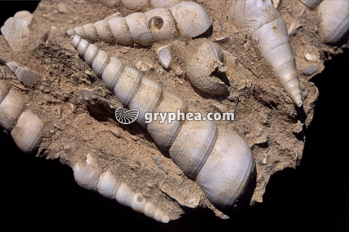 Turritelles fossiles (Turritella sp.) - gryphea.com